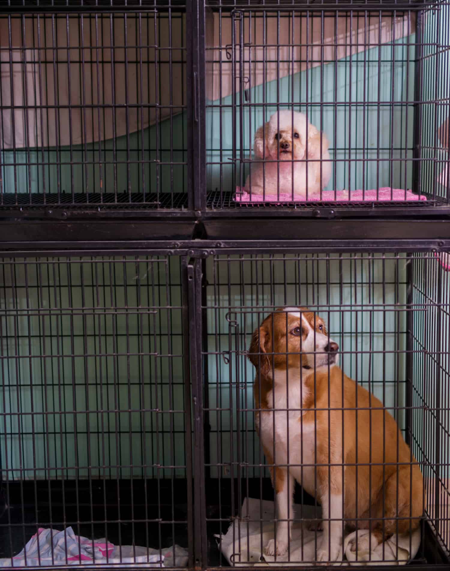 Sad small white and bigger white and brown dog sitting in cages stacked on each other