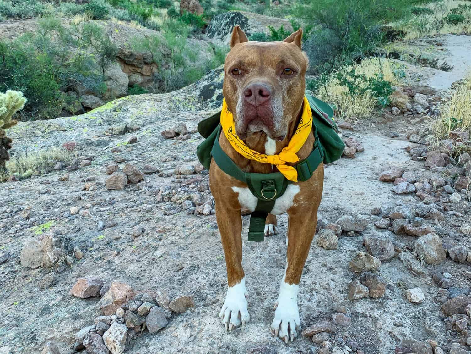 Dog wearing a green dog backpack and a yellow bandana