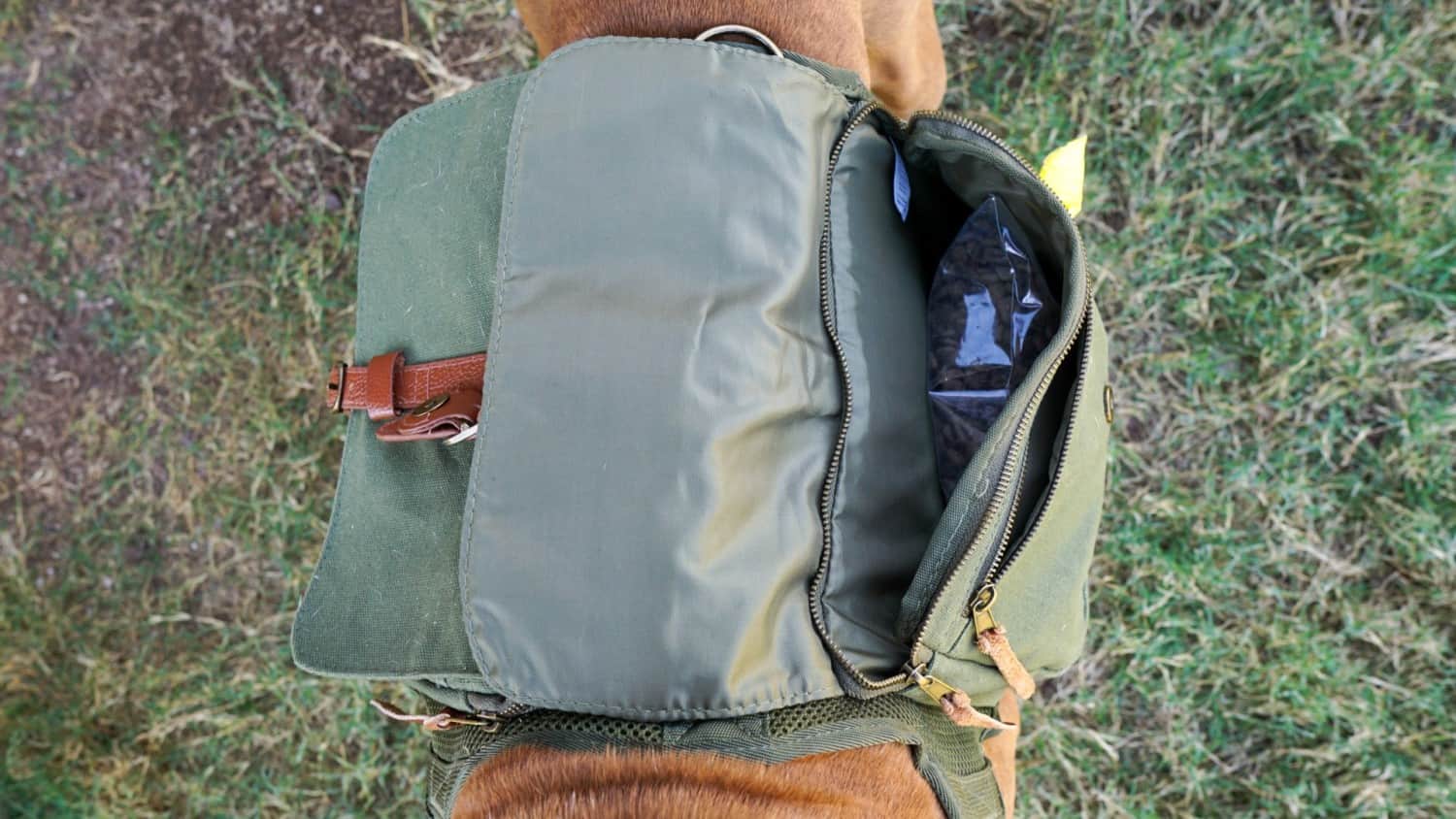 View from above of dog wearing a dog backpack with the compartments open