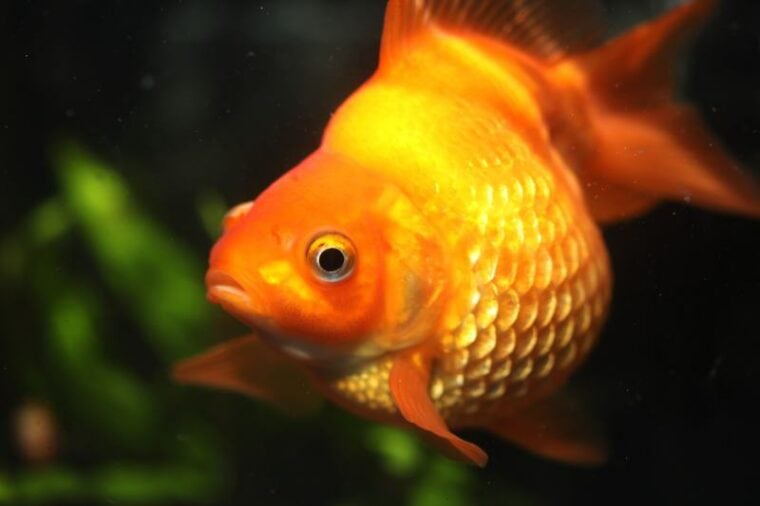 Goldfish with dropsy or swollen scales and bellies