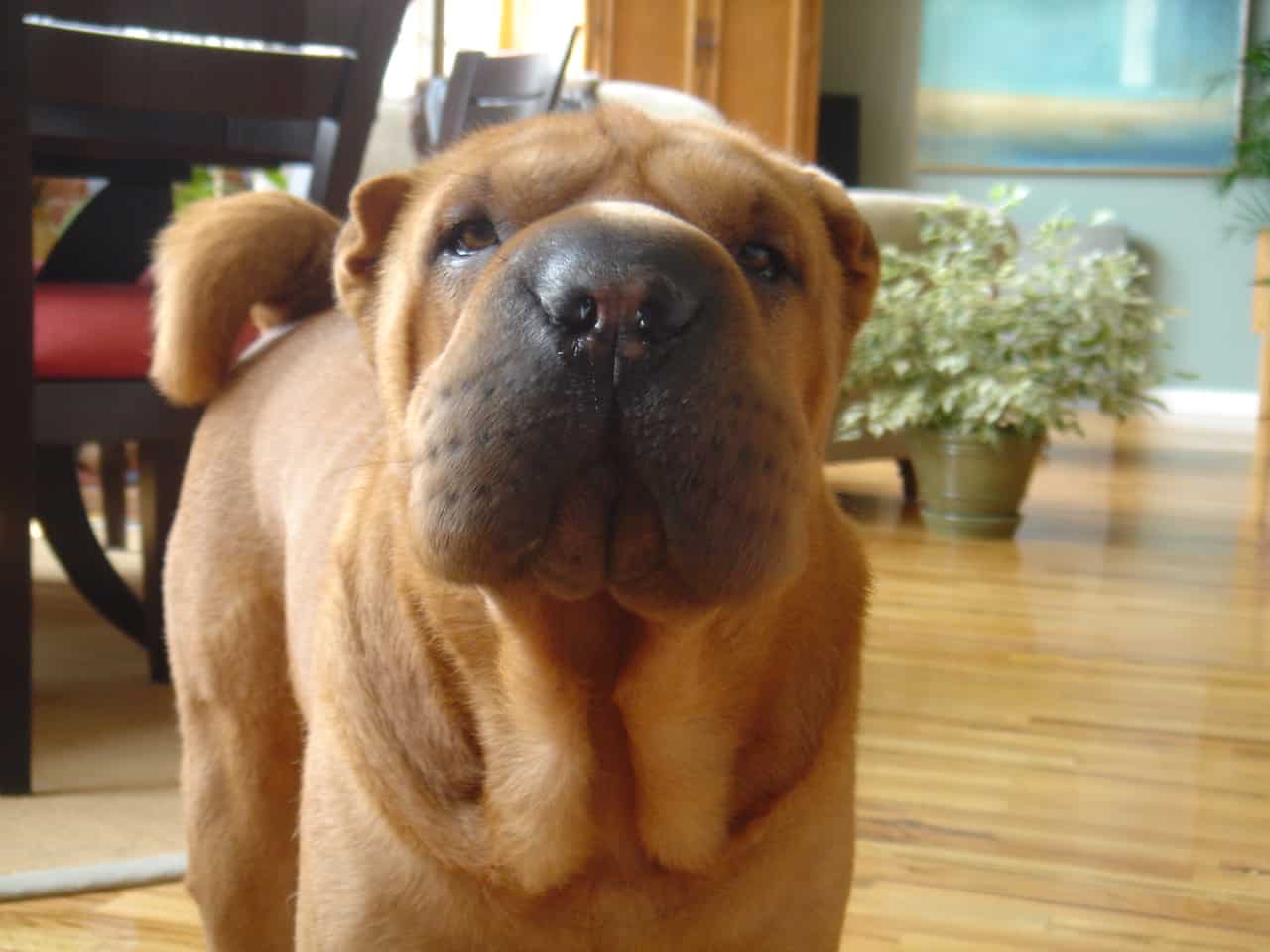 Blitzen the fever stricken Shar-pei from GoPetFriendly.com