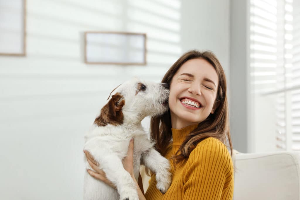 Jack Russell Terrier Kissing Owner