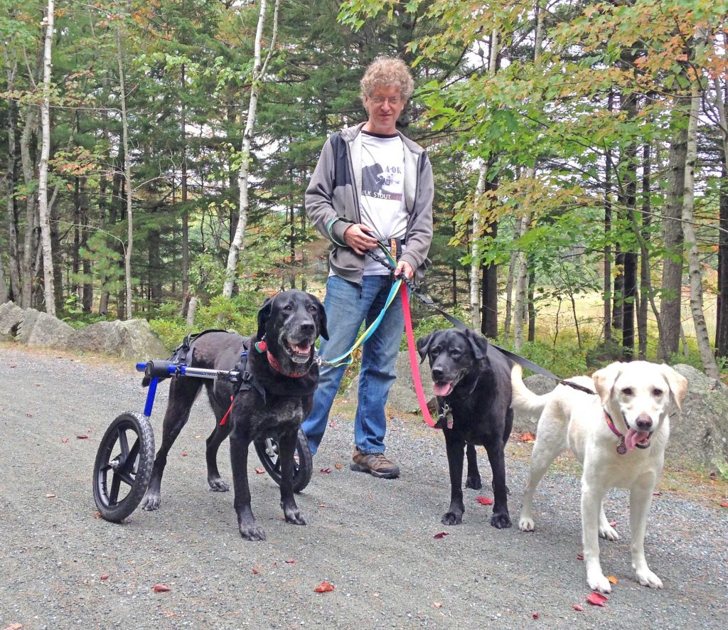 wheelchair dog exercise