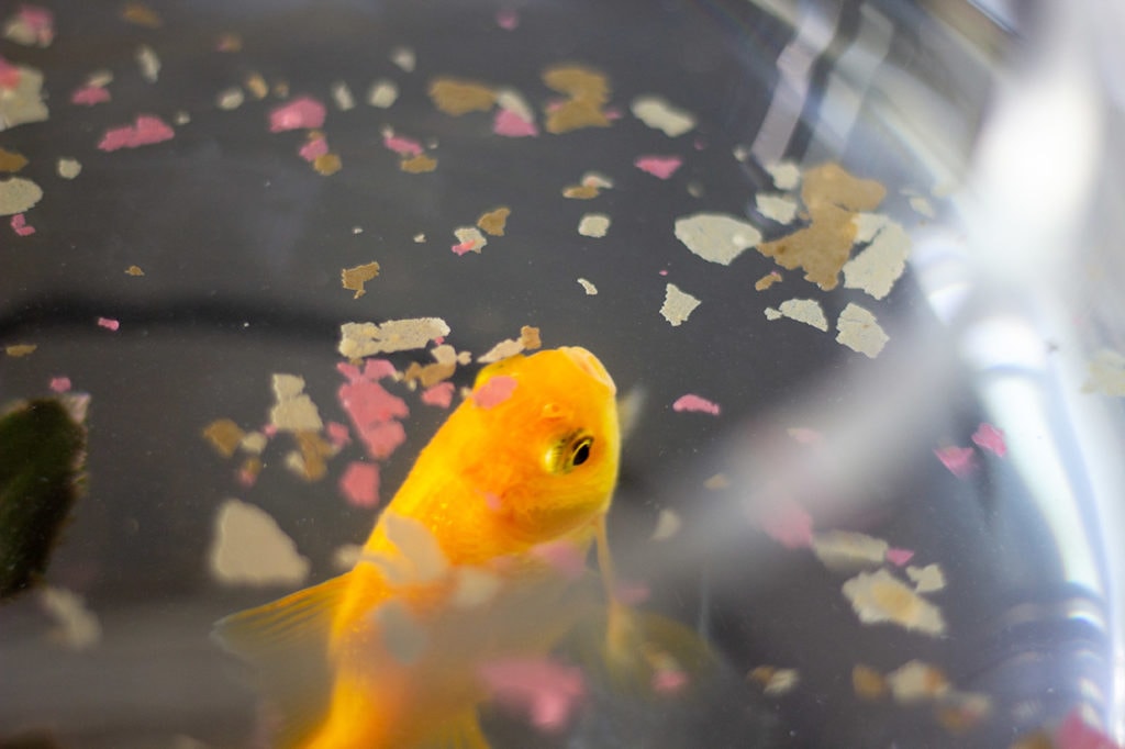 goldfish eating flakes