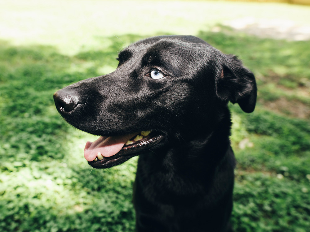 happy black dog white blue eyes on grass