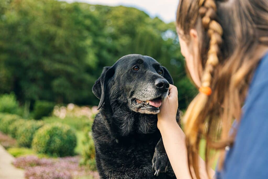 A Girl With Her Senior Black Labrador