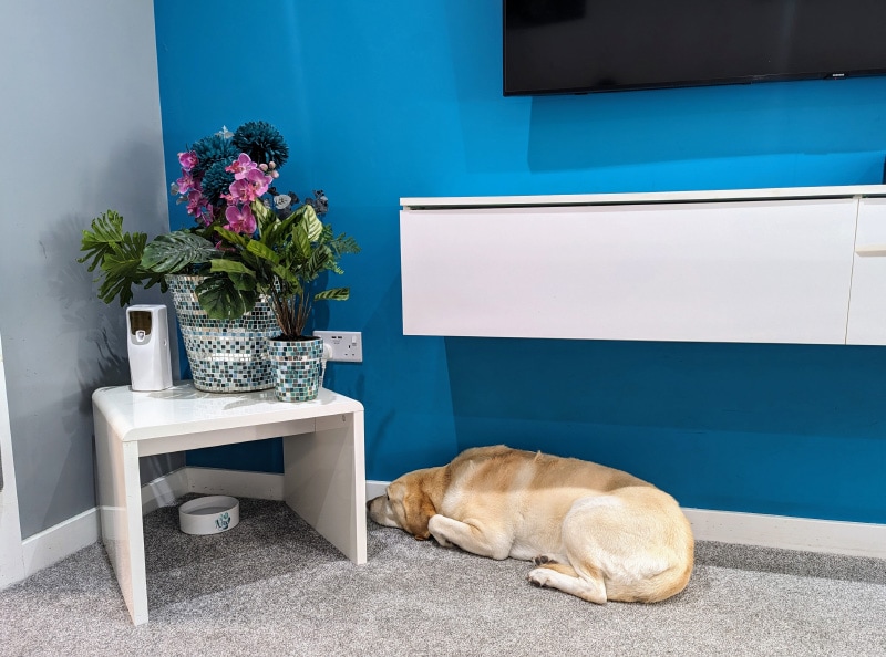 Bailey lying on the floor near the pet remedy atomiser