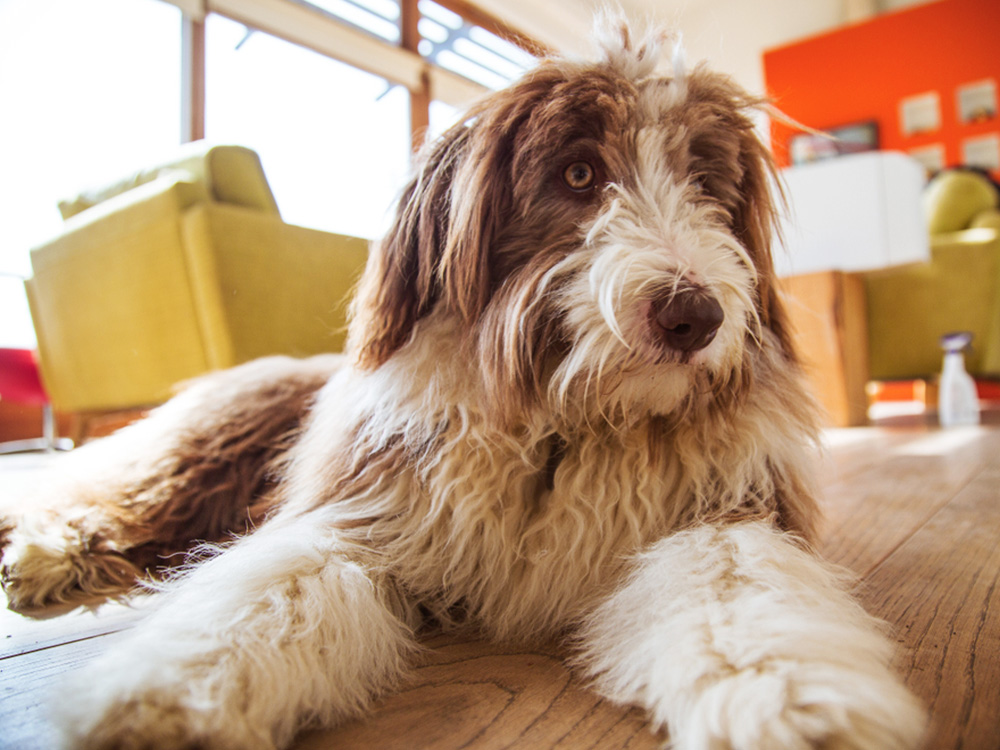 medium-sized bearded collie lying on living room floor