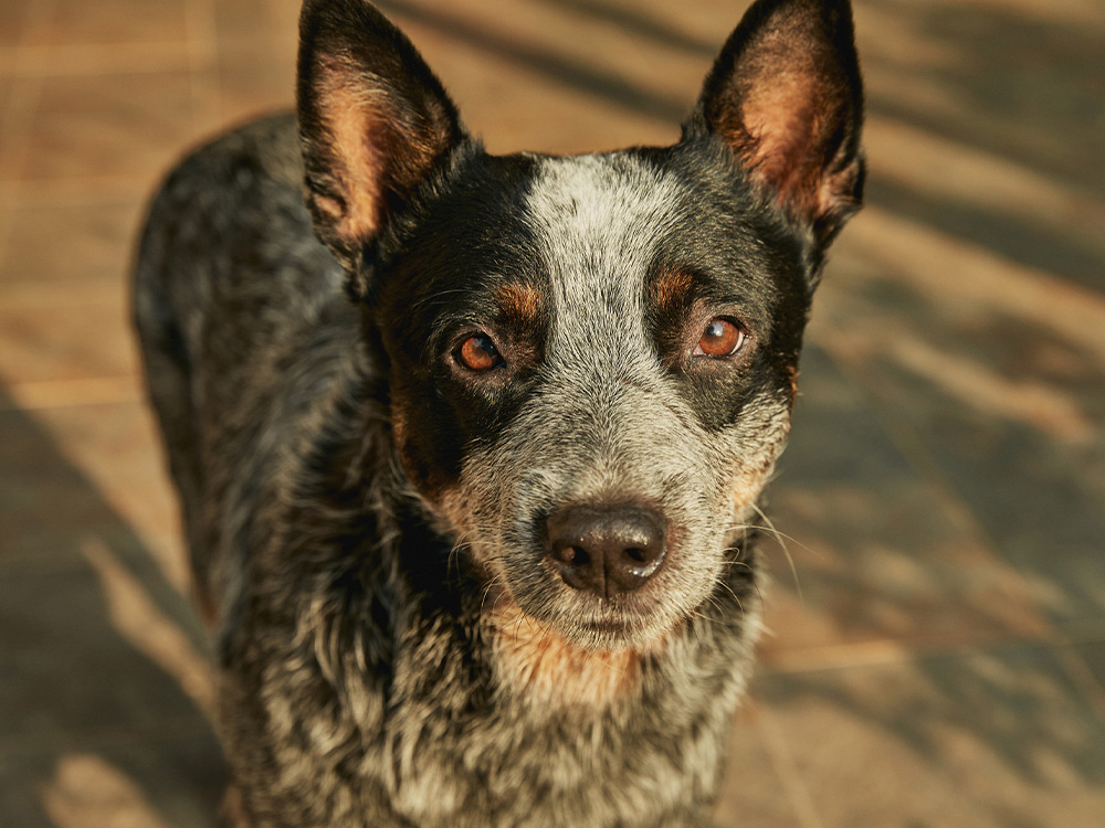 medium--sized Cattle dog in sunset