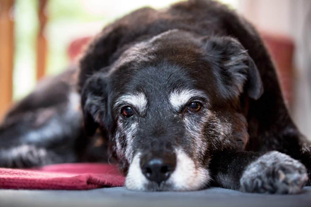 Dog Staring Into Nothing. Dog Dementia Symptom