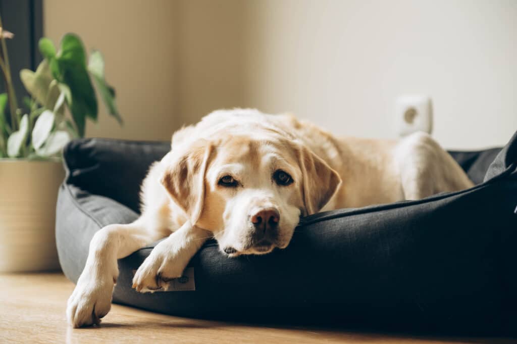 Elderly Labrador In His Bed