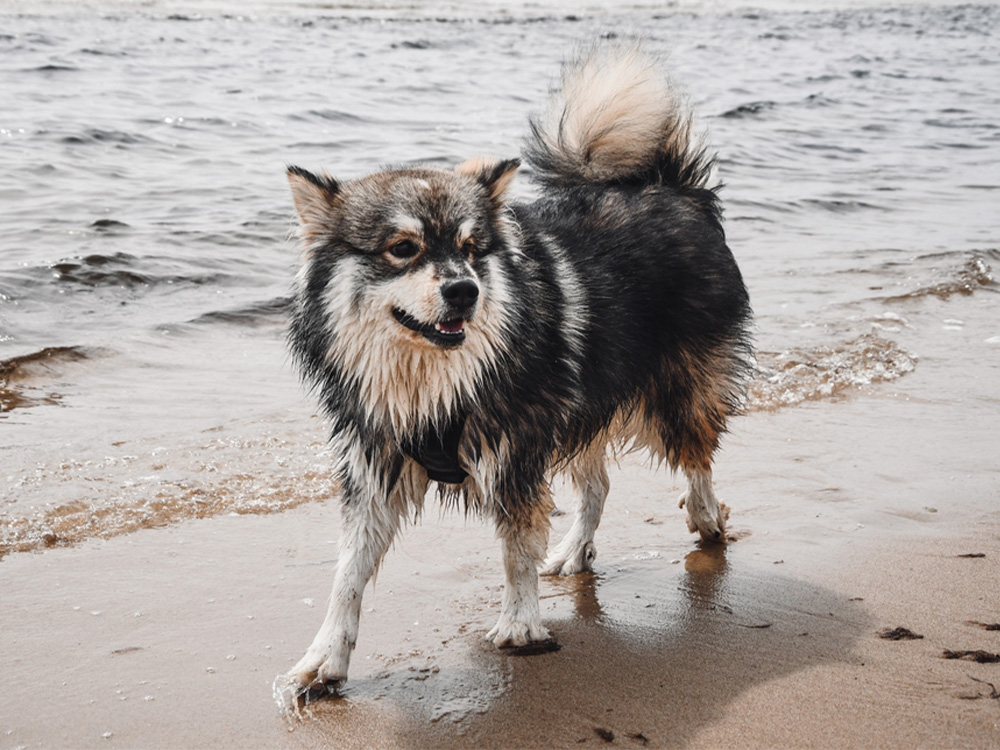 Finnish Lapphund walking along beach