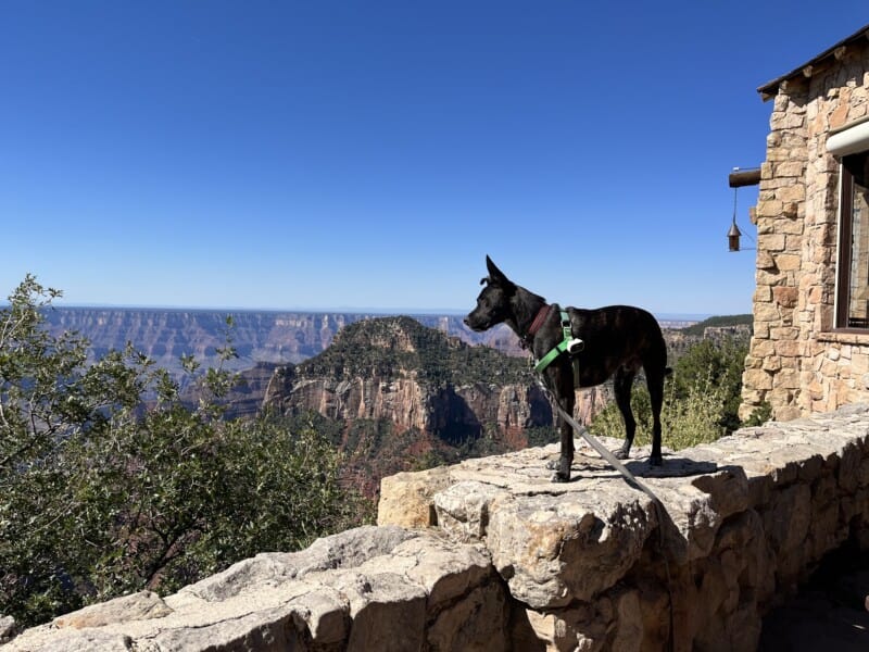 Brindle dog on the patio at the Grand Canyon Lodge - North Rim