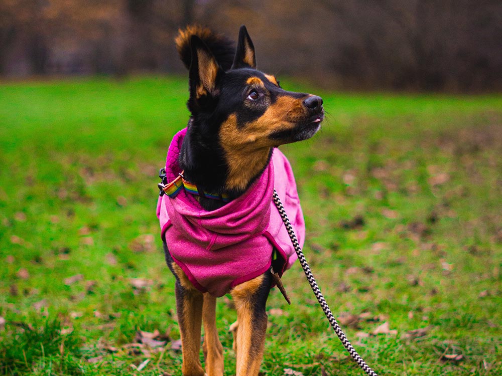 Australian Kelpie with pink coat on leash