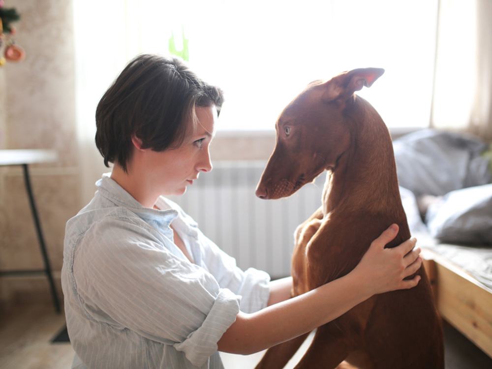 red Pharoah Hound-medium and woman look at eachother