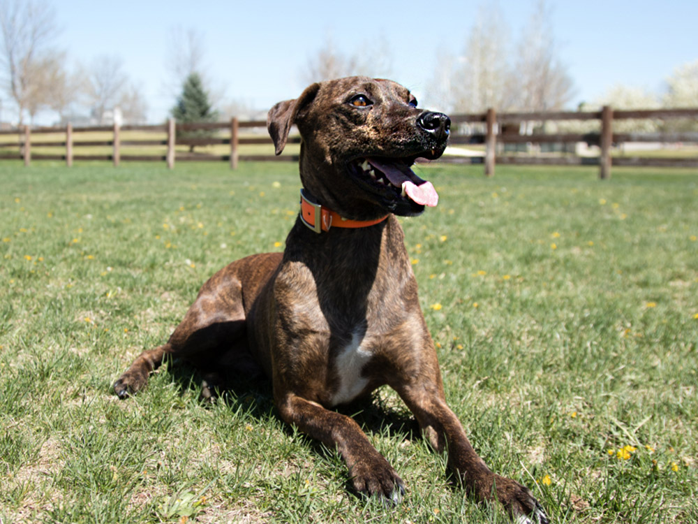 Plott Hound-medium-sized in large yard