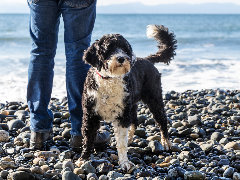 Portuguese water dog coat at water