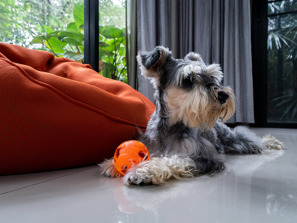 schnauzer dog lying with ball on ground