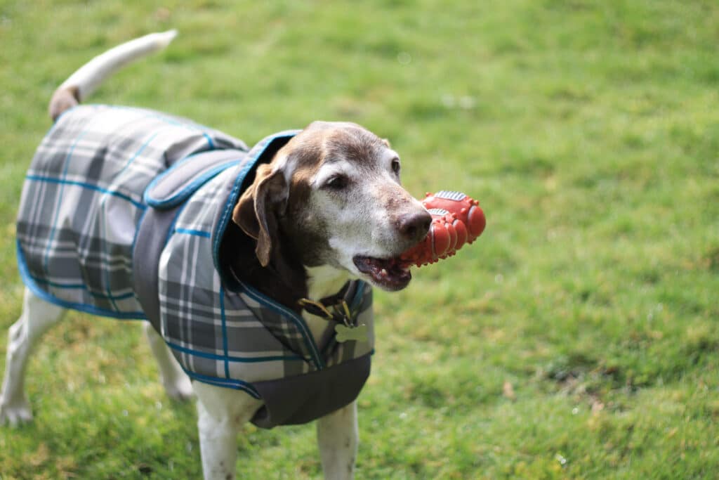 Senior Dog Playing With Football Toy In The Yard