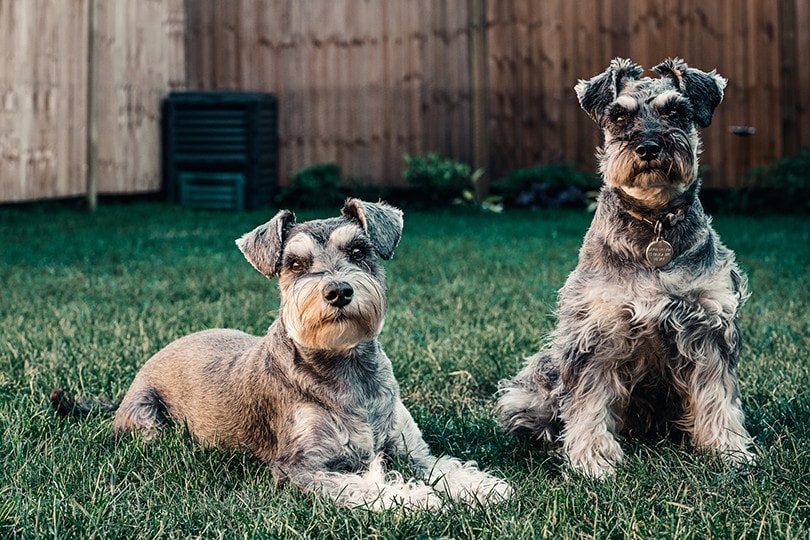 Two Miniature Schnauzer