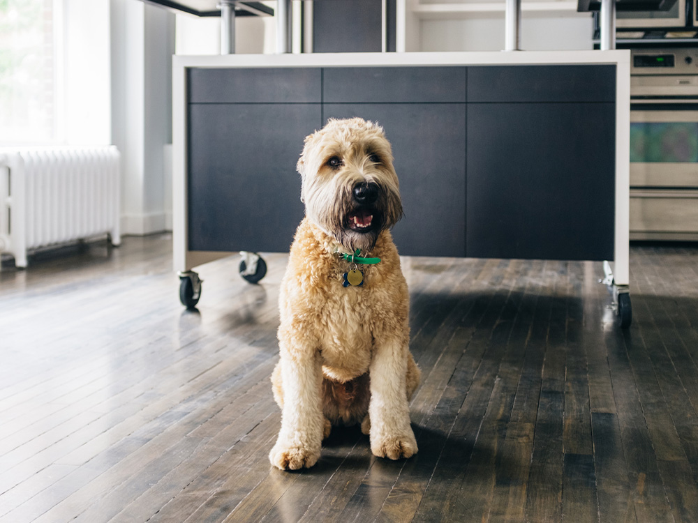 soft coated wheaten terrier hypoallergenic coat