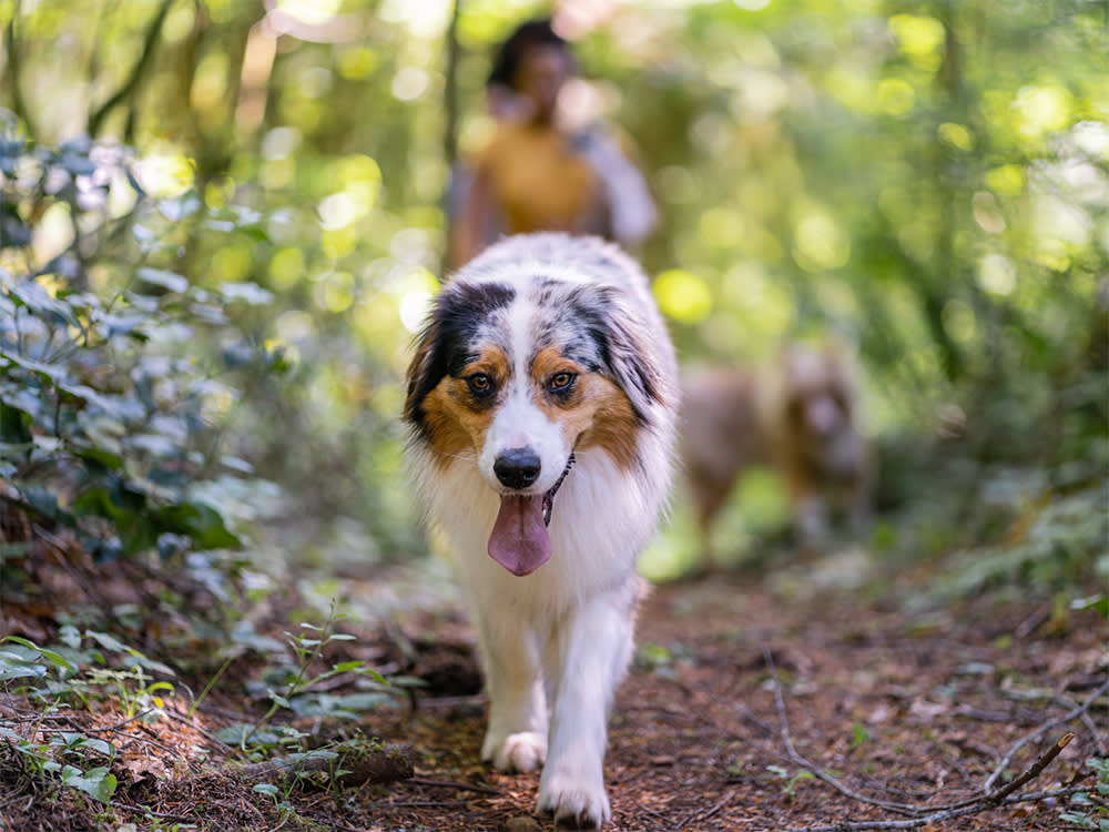 medium-sized australian shepherd walking on trail