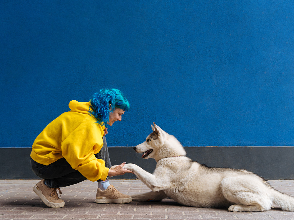 woman and husky giving paw in front of blue background