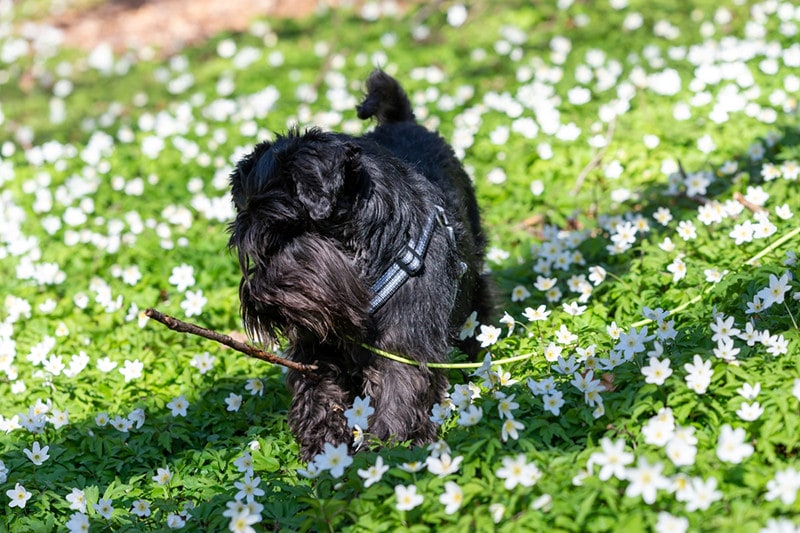 black miniature schnauzer with harness