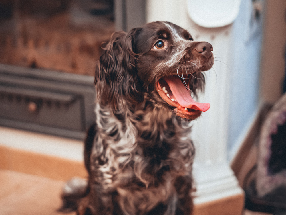 medium sized boykin spaniel sitting in home