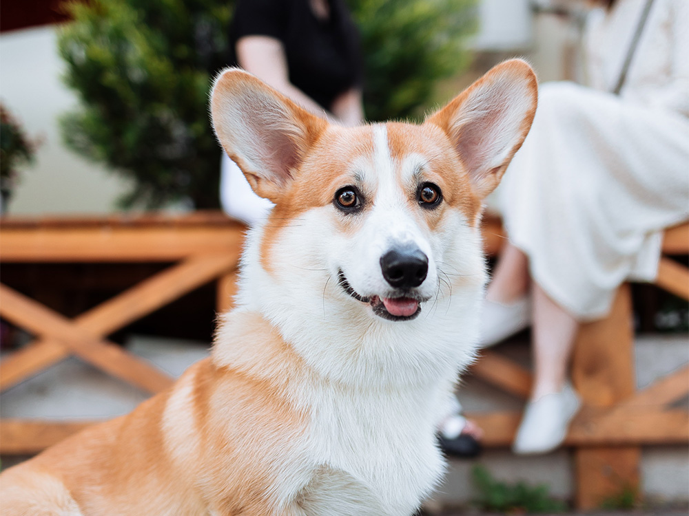 Medium-sized corgi sits on sidewalk