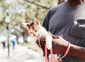 Person putting a leash on their pet kitten in the park