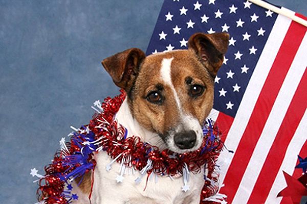 A small dog with an American flag.