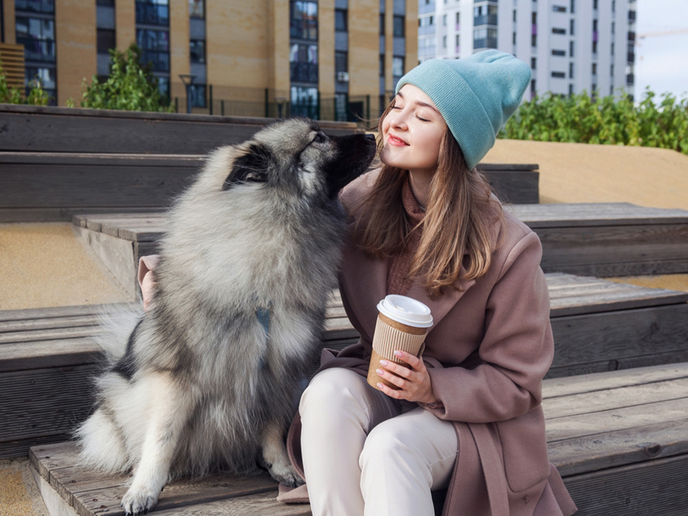 keeshond in front of apartment in city with woman