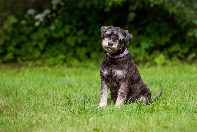 liver and pepper miniature schnauzer