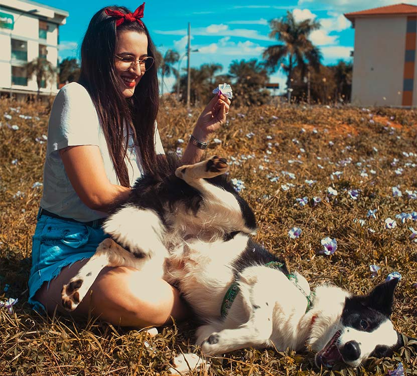 border collie rolling in owners lap