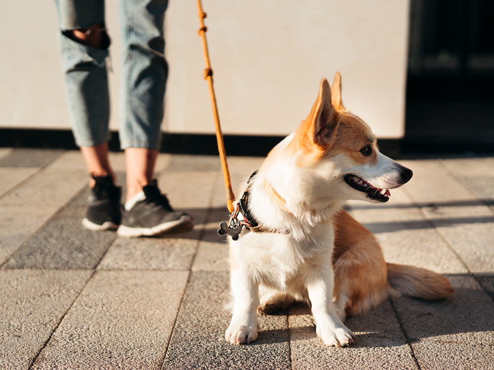 small-medium-sized corgi on a leash during walk