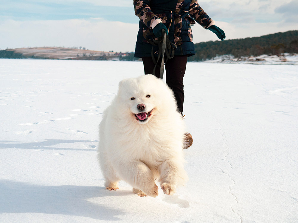 Samoyed dog running