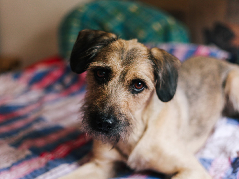 medium sized mutt lying on a colorful bed