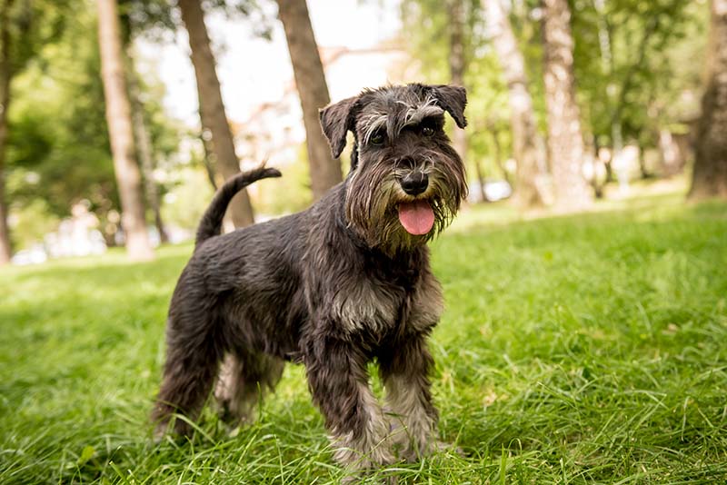 miniature schnauzer at the park