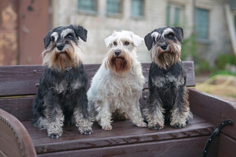 miniature schnauzer dogs in wooden bench