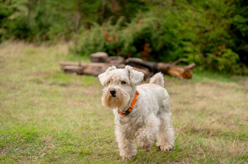 miniature schnauzer in the grass