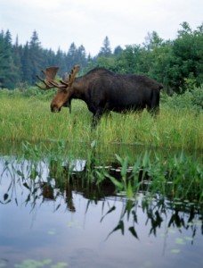 Moose