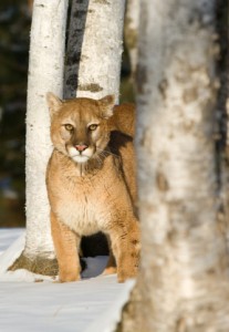 Mountain Lion