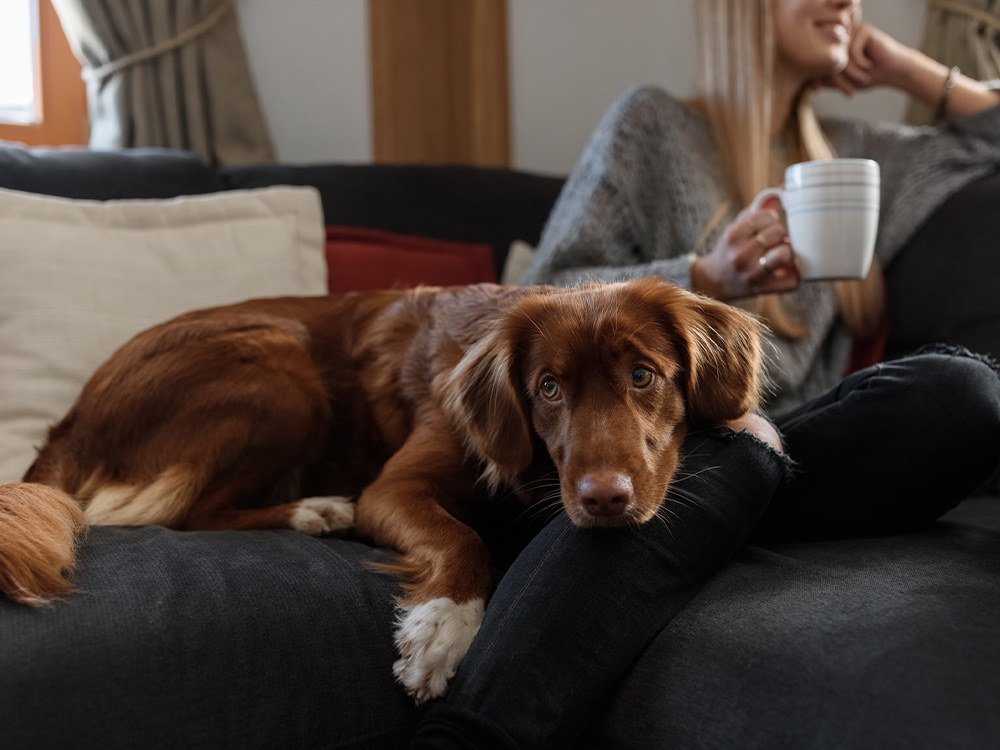 nova scotia duck tolling retreiver resting on sofa with woman