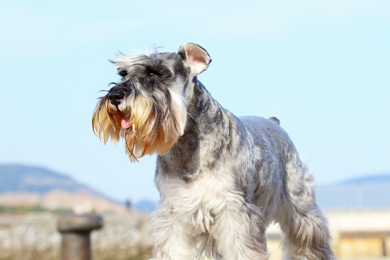 salt and pepper miniature schnauzer