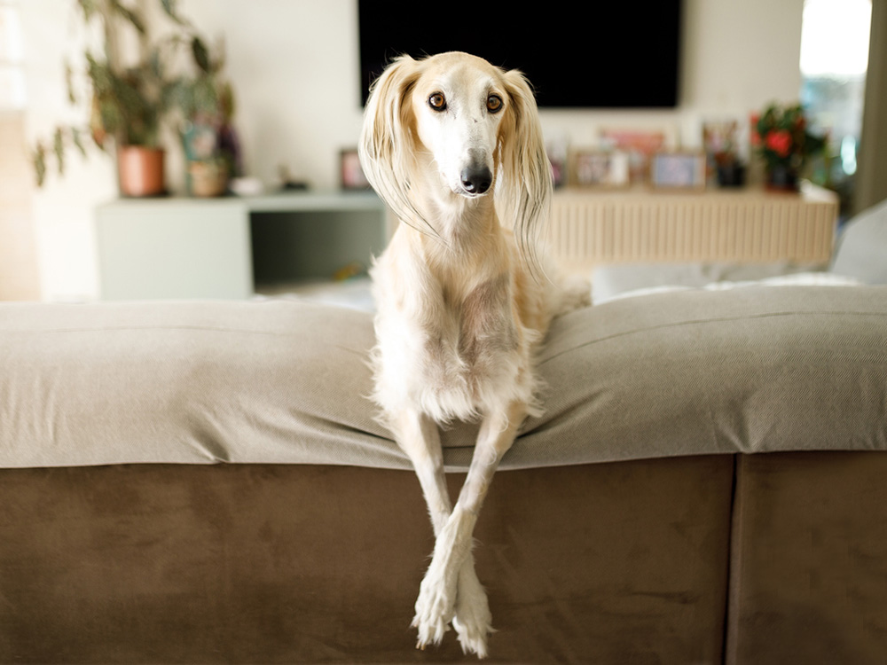 saluki medium dog leaning over couch