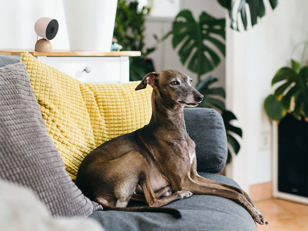 medium-sized whippet lying on a sofa