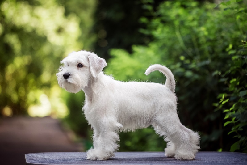 white miniature schnauzer standing