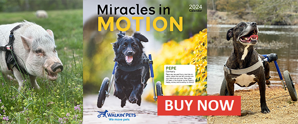 Buy the 2024 Walkin' Pets Calendar