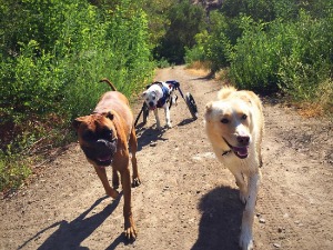 Dog Wheelchair Goes for Hike